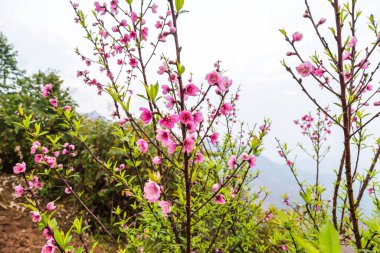 Ağaç dalı Sonbahar sezonu üzerinde pembe şeftali çiçeği
