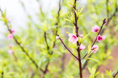 Ağaç dalı Sonbahar sezonu üzerinde pembe şeftali çiçeği