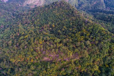 Dağlık yeşil orman sabah güneşi Tayland 'ın kuzeyindeki doğa manzarası yükseliyor.