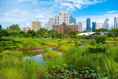 Bangkok Tayland 'da doğa manzarası şehri inşa eden yeşil tropik bataklık ormanı
