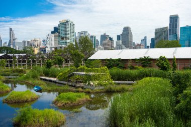 Bangkok Tayland 'da doğa manzarası şehri inşa eden yeşil tropik bataklık ormanı