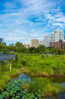 Bangkok Tayland 'da doğa manzarası şehri inşa eden yeşil tropik bataklık ormanı