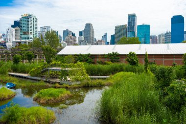 Bangkok Tayland 'da doğa manzarası şehri inşa eden yeşil tropik bataklık ormanı