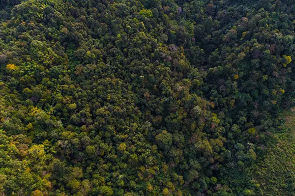 Dağlık yeşil orman sabah güneşi Tayland 'ın kuzeyindeki doğa manzarası yükseliyor.