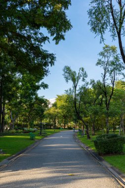 Asfalt yol şehir yeşil ağaç parkında gün batımı doğa manzarası