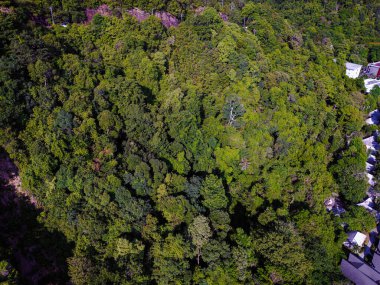 Yeşil ağaç yaprağı arka planında yeşil hava manzaralı tropikal yağmur ormanı