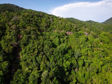 Yeşil ağaç yaprağı arka planında yeşil hava manzaralı tropikal yağmur ormanı