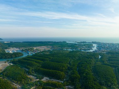 Hava manzaralı tropikal yeşil ağaç mangrov orman nehrinden deniz körfezi doğa ekoloji sistemine