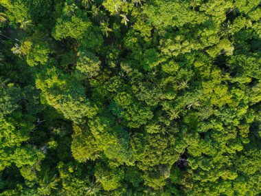 Yeşil ağaç yaprağı arka planında yeşil hava manzaralı tropikal yağmur ormanı