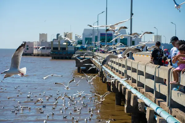 Stock image Seagulls bird flying eat food feed by people at Bangpu vacation center, Samut Prakan, Thailand