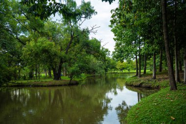 Yeşil şehir parkı nehir tropikal orman yeşil ağaç arka planı Bangkok Tayland