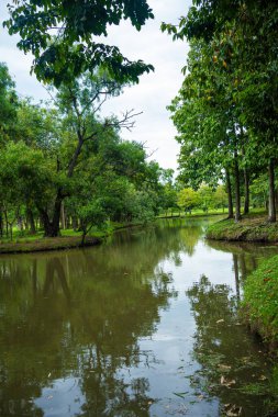 Yeşil şehir parkı nehir tropikal orman yeşil ağaç arka planı Bangkok Tayland