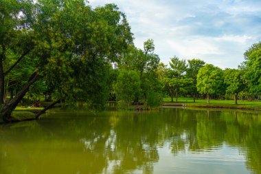 Yeşil şehir parkı nehir tropikal orman yeşil ağaç arka planı Bangkok Tayland