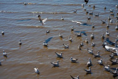 Bir grup martı, deniz kıyısında vahşi yaşam alanında avlanıyor.