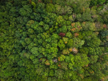 Hava görüntüsü yeşil tropikal yağmur ormanı yeşil ağaç yaprağı dokusu doğa manzarası arka planı