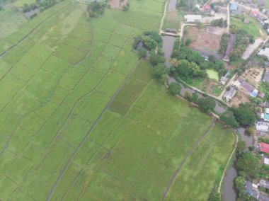 Hava manzaralı çeltik yeşil pirinç tarlası pirinç endüstrisi Tayland kırsal köyünü işletiyor