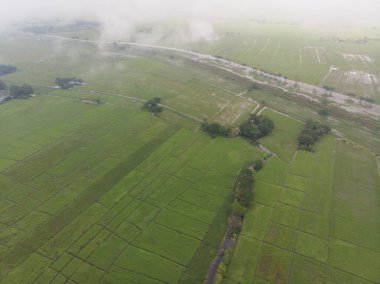 Hava manzaralı çeltik yeşil pirinç tarlası pirinç endüstrisi Tayland kırsal köyünü işletiyor