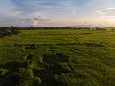 Hava manzaralı çeltik yeşil pirinç tarlası pirinç endüstrisi Tayland kırsal köyünü işletiyor