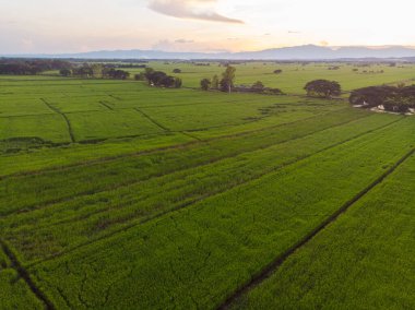 Hava manzaralı çeltik yeşil pirinç tarlası pirinç endüstrisi Tayland kırsal köyünü işletiyor