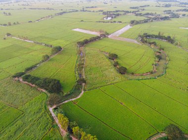 Hava manzaralı çeltik yeşil pirinç tarlası pirinç endüstrisi Tayland kırsal köyünü işletiyor