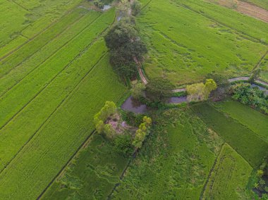 Hava manzaralı çeltik yeşil pirinç tarlası pirinç endüstrisi Tayland kırsal köyünü işletiyor