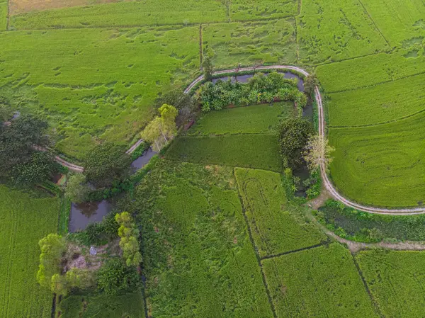 Hava manzaralı çeltik yeşil pirinç tarlası pirinç endüstrisi Tayland kırsal köyünü işletiyor