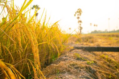 Mavi gökyüzü ve tarım endüstrisi olan sarı çeltik tarlası.