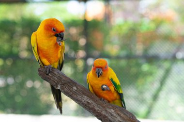 Sarı papağan sürüsü açık hayvanat bahçesinde ağaç kabuğuna tüneyen kuş sürüsü.