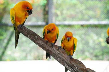 Sarı papağan sürüsü açık hayvanat bahçesinde ağaç kabuğuna tüneyen kuş sürüsü.