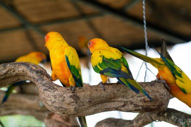 Sarı papağan sürüsü açık hayvanat bahçesinde ağaç kabuğuna tüneyen kuş sürüsü.