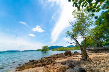 Denizde tropikal ağaç ormanı. Kayalık plaj. Mavi gökyüzü ve bulutlu doğa manzarası.