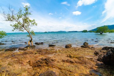 Denizde tropikal ağaç ormanı. Kayalık plaj. Mavi gökyüzü ve bulutlu doğa manzarası.