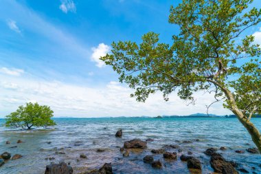 Denizde tropikal ağaç ormanı. Kayalık plaj. Mavi gökyüzü ve bulutlu doğa manzarası.