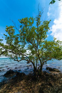 Denizde tropikal ağaç ormanı. Kayalık plaj. Mavi gökyüzü ve bulutlu doğa manzarası.