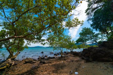 Denizde tropikal ağaç ormanı. Kayalık plaj. Mavi gökyüzü ve bulutlu doğa manzarası.