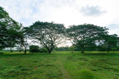 Bataklık ağacı orman manzaralı yeşil çayır.