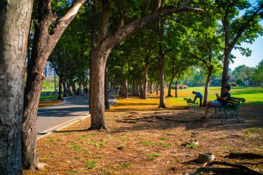 Ağaç şehir parkı yolu olan yeşil çayır. Gün batımı akşam aydınlığı doğa manzarası.