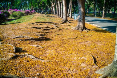 Ağaç şehir parkı yolu olan yeşil çayır. Gün batımı akşam aydınlığı doğa manzarası.