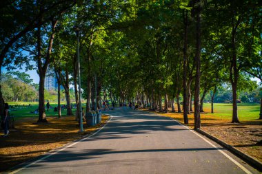 Ağaç şehir parkı yolu olan yeşil çayır. Gün batımı akşam aydınlığı doğa manzarası.