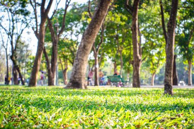 Ağaç şehir parkı yolu olan yeşil çayır. Gün batımı akşam aydınlığı doğa manzarası.