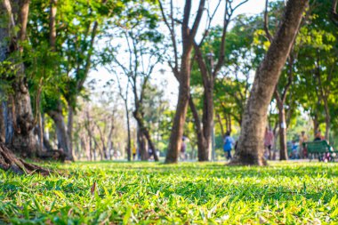 Ağaç şehir parkı yolu olan yeşil çayır. Gün batımı akşam aydınlığı doğa manzarası.