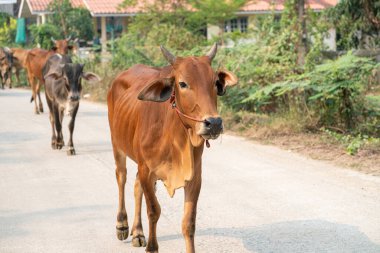 Kırsal yol şatosu endüstrisinde yürüyen et ineği grubu.