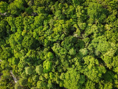 Yeşil ağaç yaprağı arka planında yeşil hava manzaralı tropikal yağmur ormanı