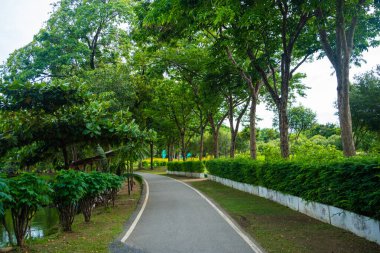 Yol boyunca yürü yeşil tropikal ağaç ormanı doğa halk parkı yağmur mevsimi