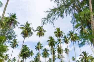 Deniz kıyısındaki hindistan cevizi palmiyesi, yaz tatili geçmişi olan mavi gökyüzüne karşı.