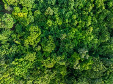Dağ manzarası üzerinde hava manzarası çeşitliliği yeşil ağaç tropikal yağmur ormanları