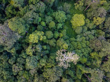 Dağ manzarası üzerinde hava manzarası çeşitliliği yeşil ağaç tropikal yağmur ormanları