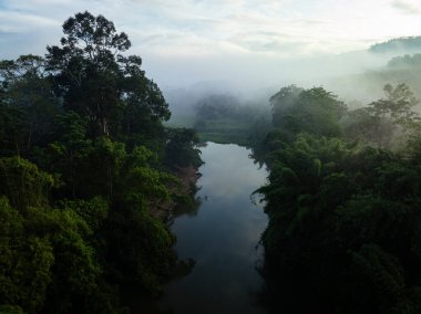 Hava manzaralı tropikal yağmur ormanı nehri sabah güneşi sisli doğa manzaralı