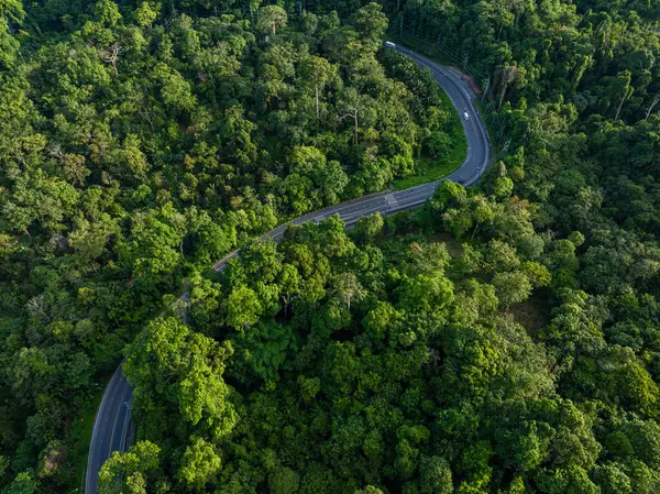 Tropikal yağmur ormanlarındaki asfalt kırsal yol yeşil ağaç doğa taşımacılığı arka plan görüntüsü