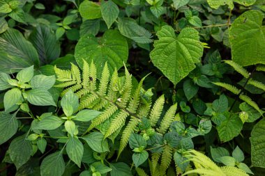 Tropikal botanik yağmur ormanları bitki yaprağının arkaplanı taze yeşil doku